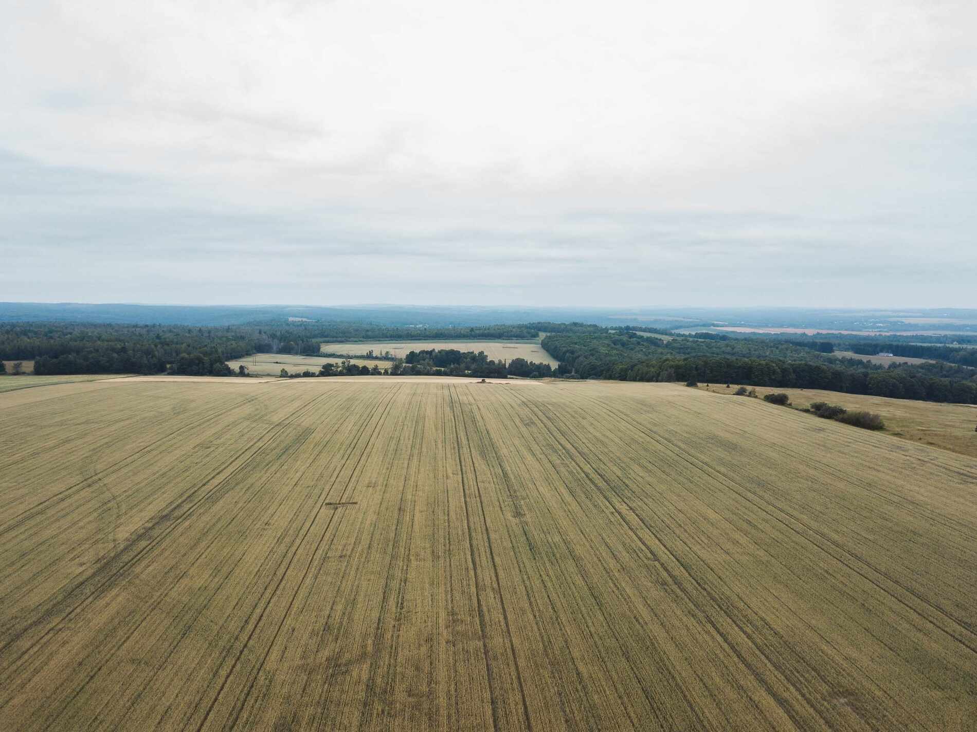 A full field of white wheat, grown in Maine. Destined for a batch of Allagash White.