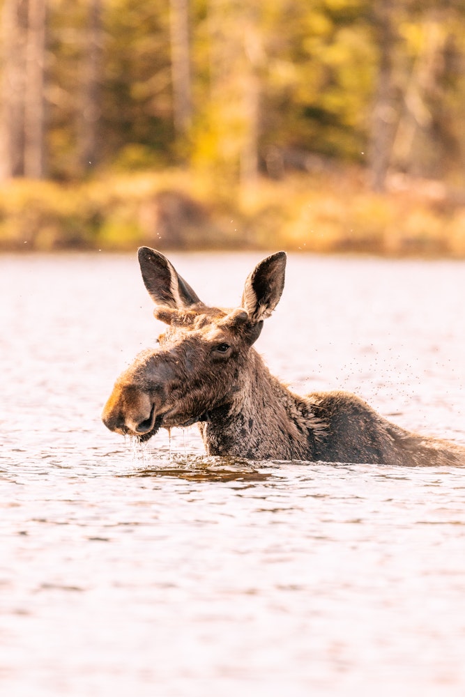 Moose can swim up to ten miles at a stretch.