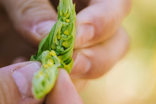 Whole cone hops being pulled apart