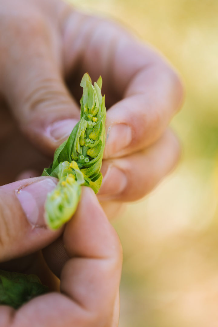 Whole cone hops being pulled apart