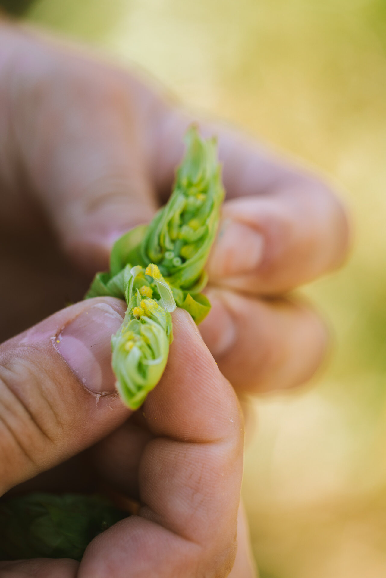 A close-up look at a hop cone