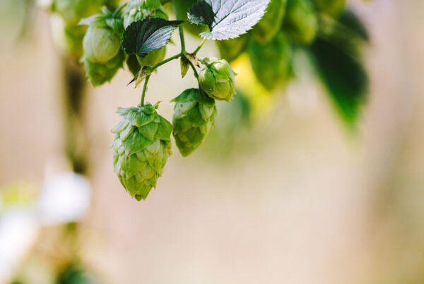 Hops hanging from their bine. Yes, with a "b".