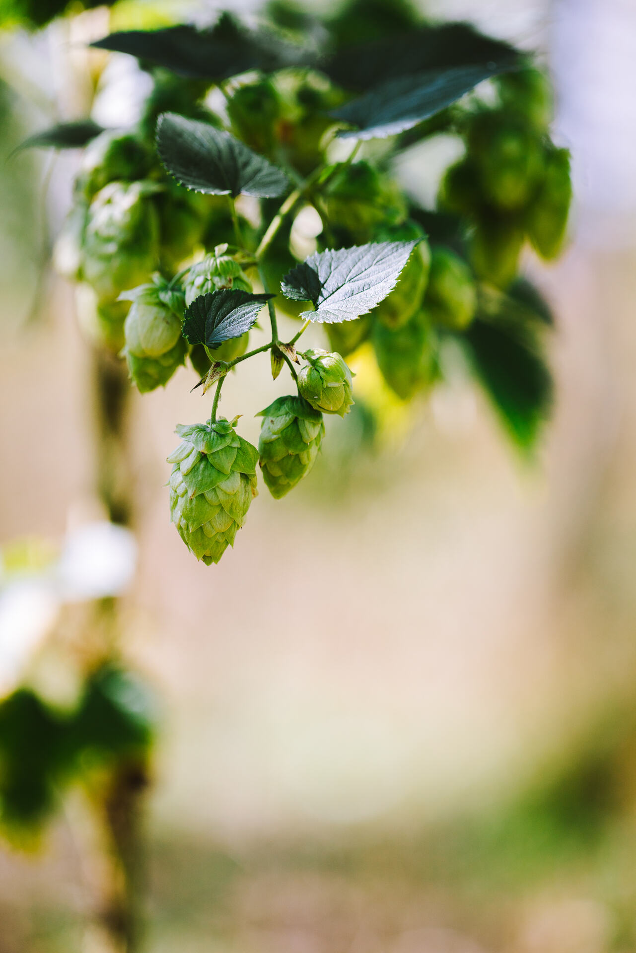 Beer Fundamentals – What are hops?