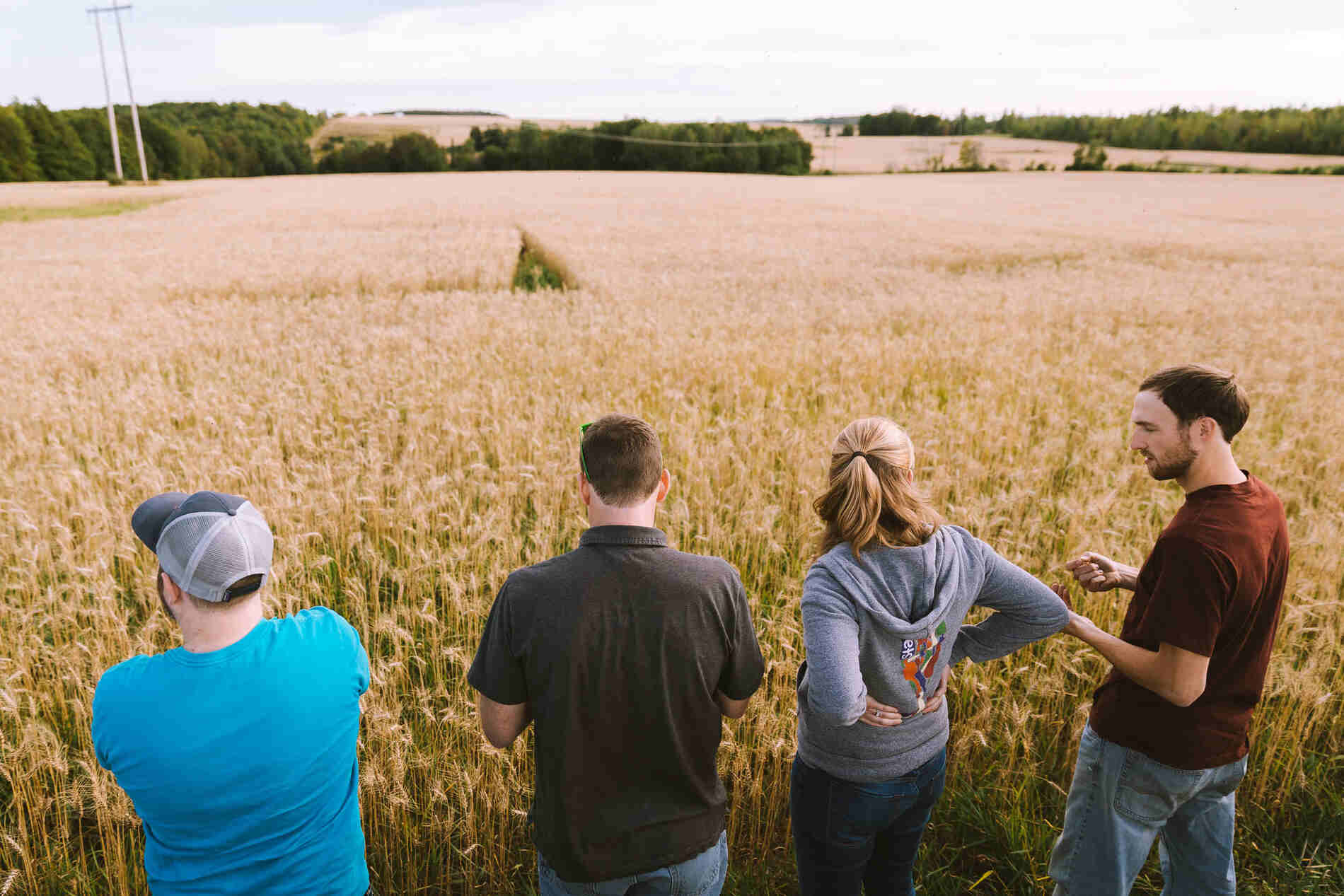 Allagash Brewing Company in wheat and barley fields.