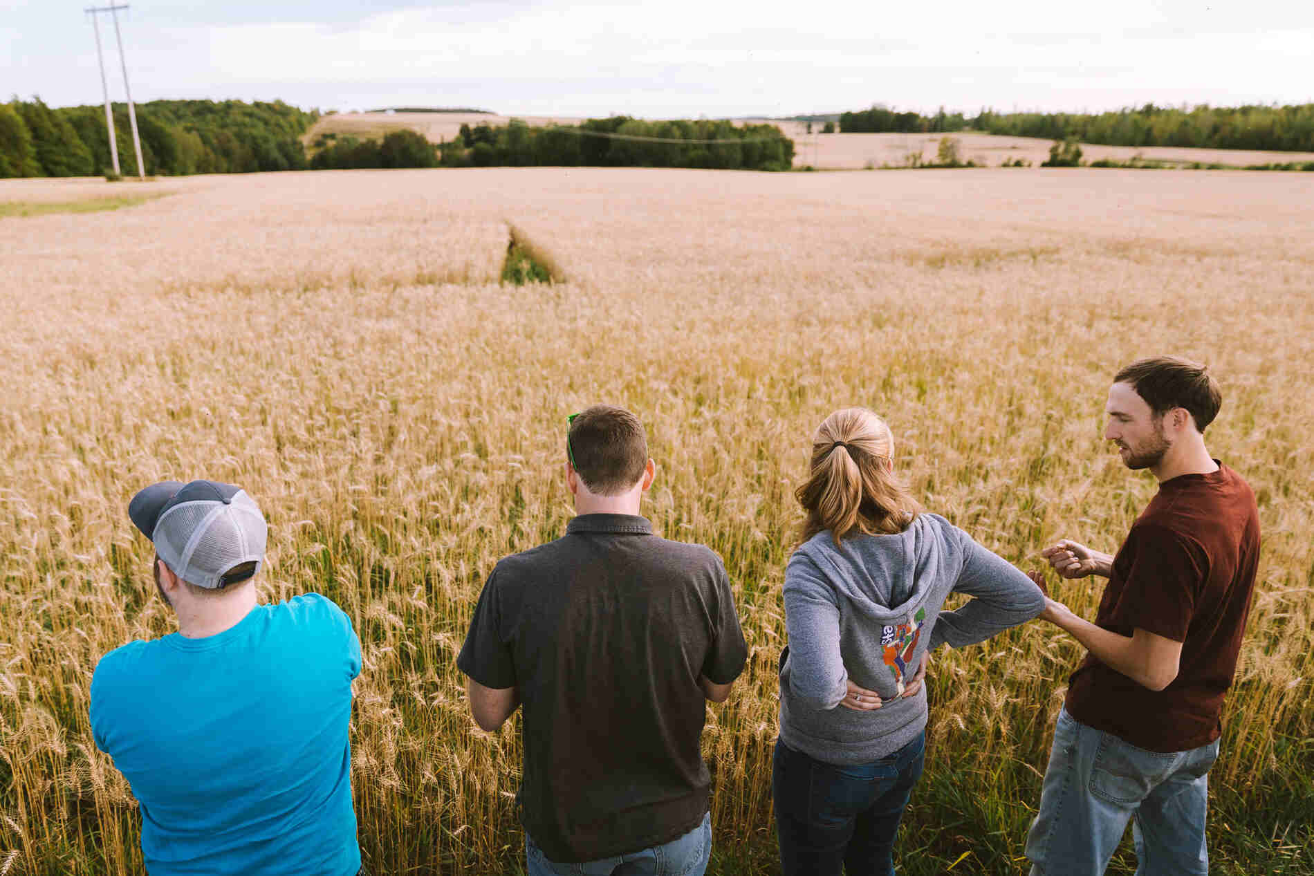 Brewers and farmers looking out at a field of wheat in Mapleton Maine