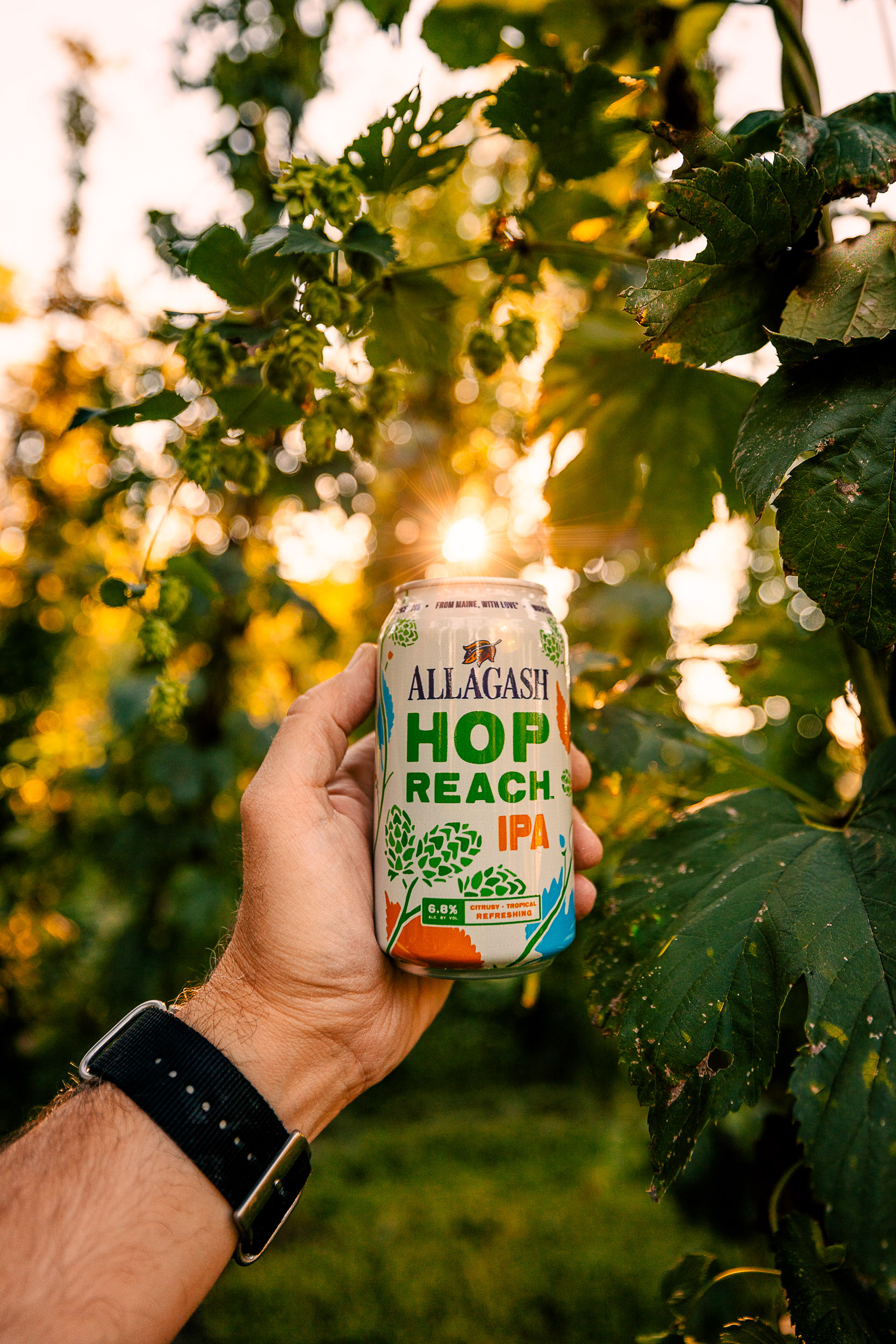 Holding a can of Allagash Hop Reach IPA