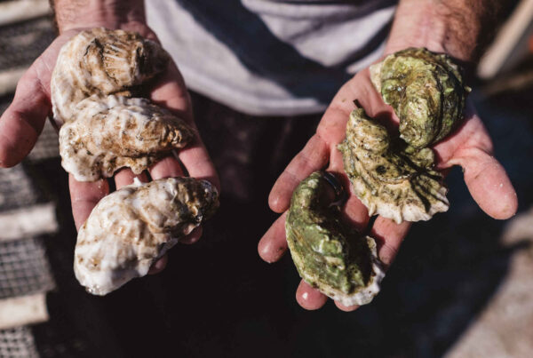 oysters in hand
