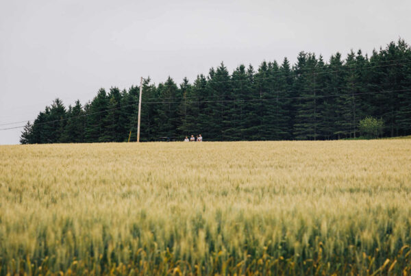 Surveying a field of white wheat with Maine-based farmers