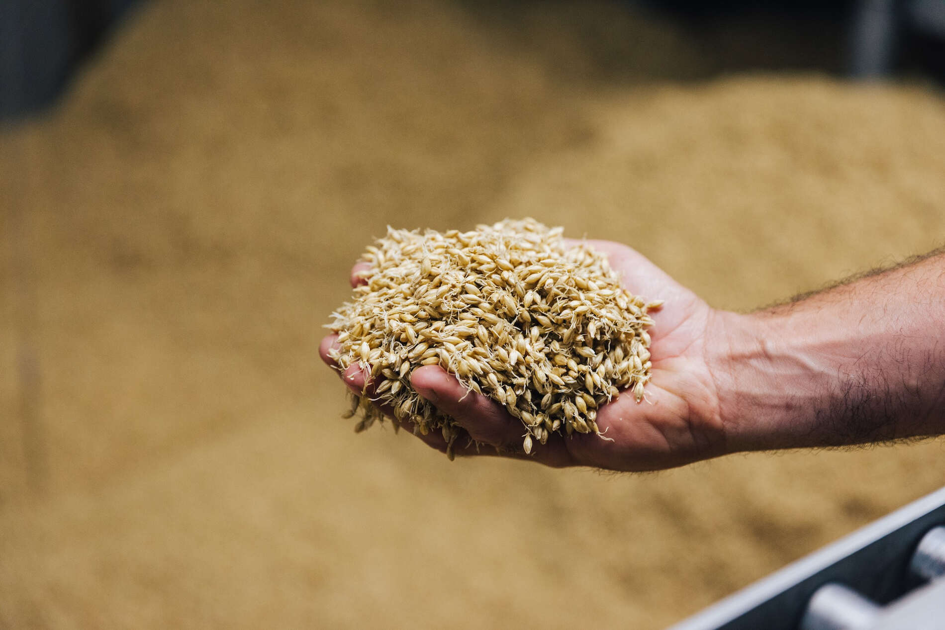 A handful of grain that is in the process of being malted