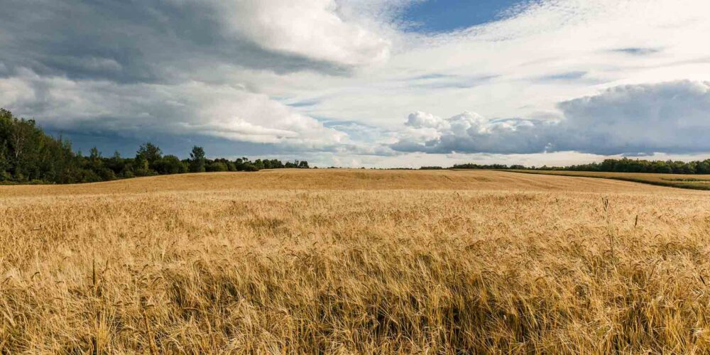 barley field in maine
