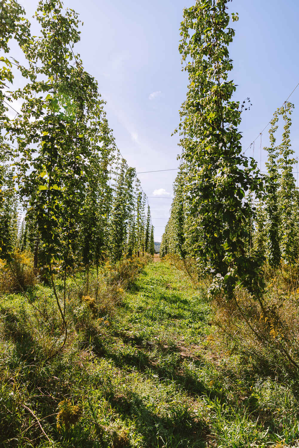 Aroostook Farm Hops from up in Maine
