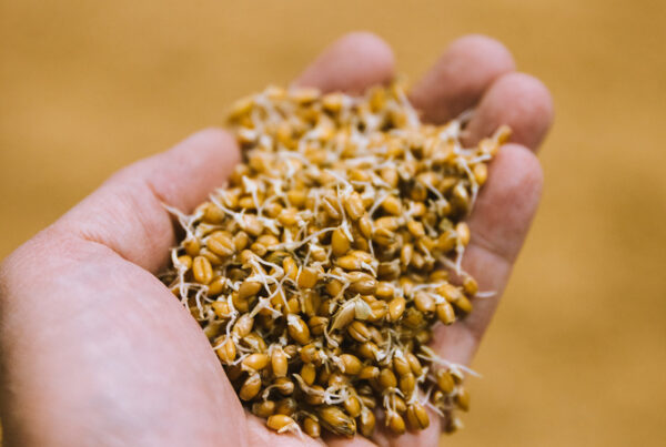 Germinated grain held in a hand