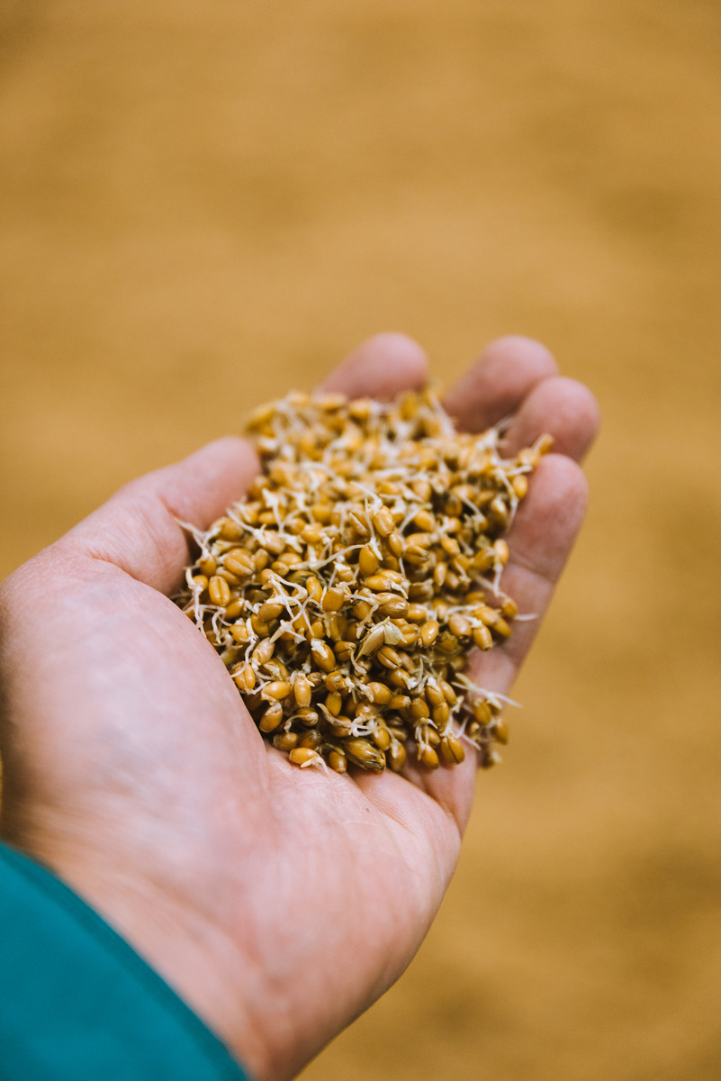 malted barley held in a hand