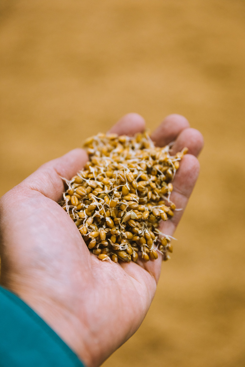 Beer Fundamentals – What is Malt?