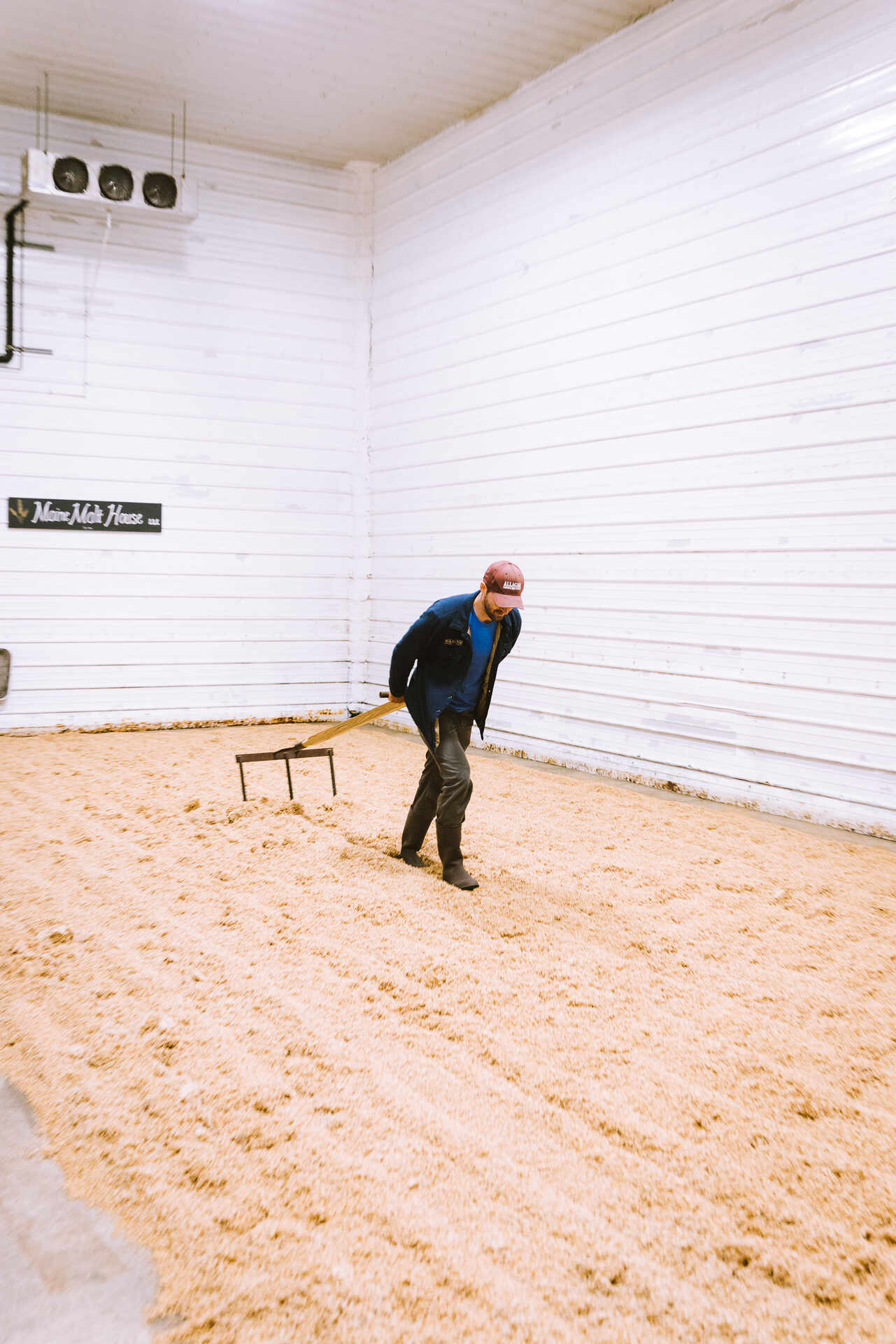 A person pulling a rake through a bed of malted barley.