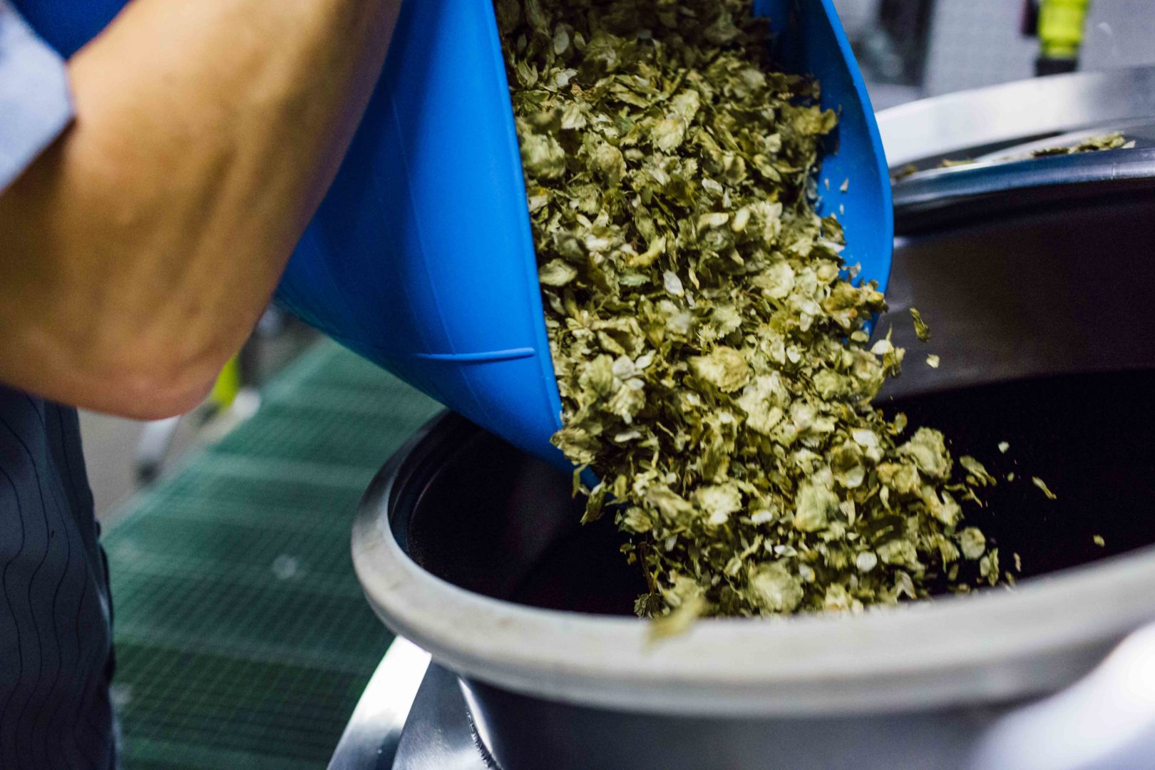 Aged hops go into a batch of Allagash Brewing Company coolship beer