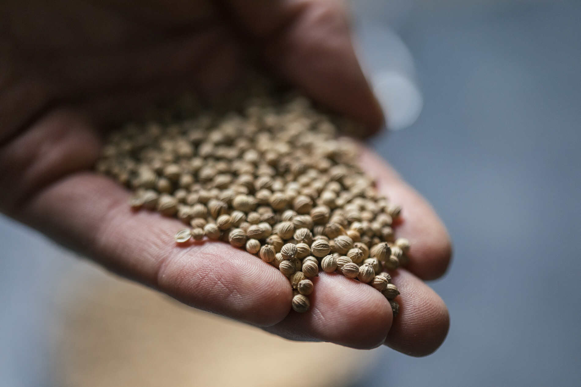 Coriander, a spice that adds some unexpected notes of citrus to beer