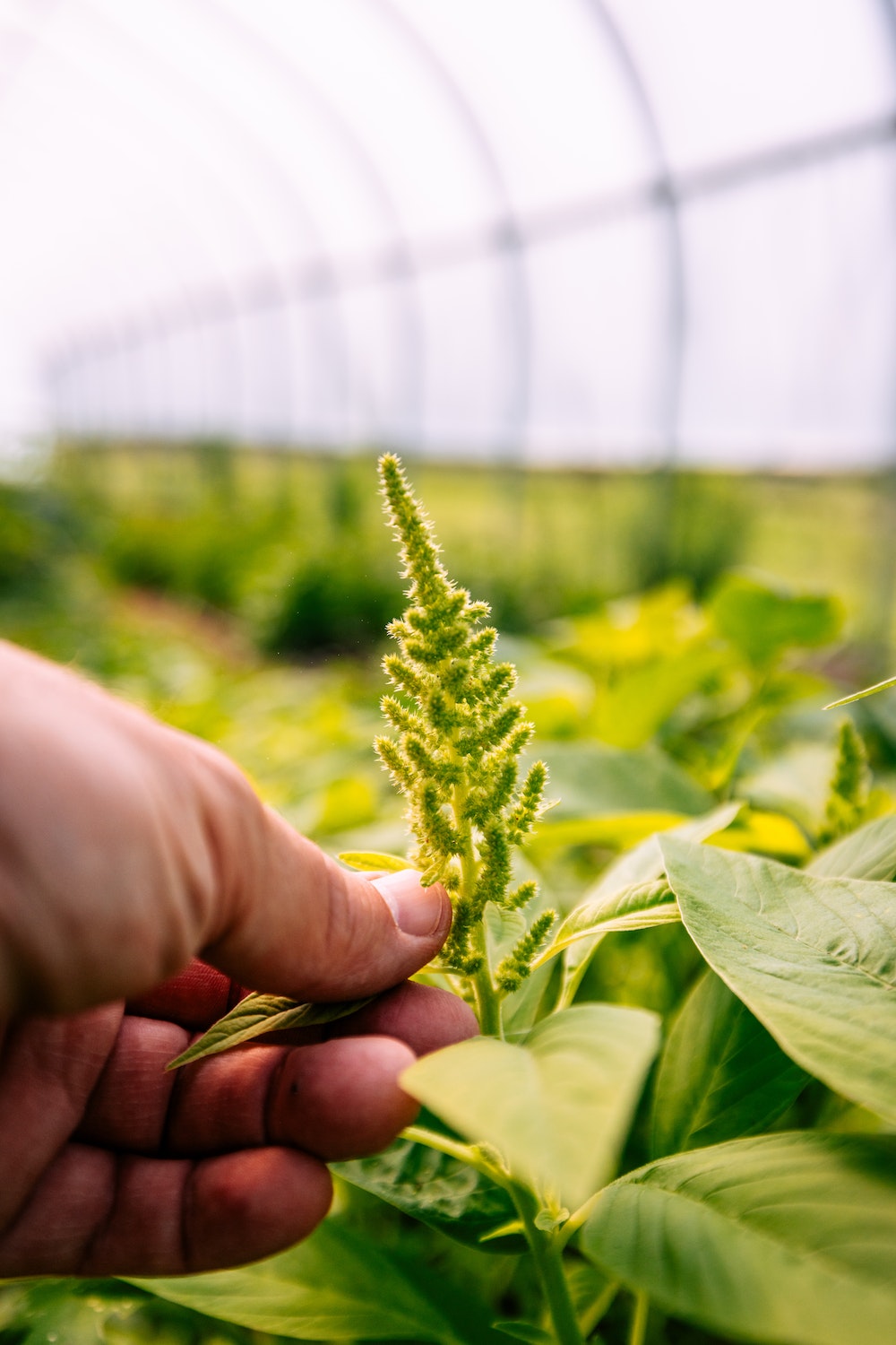 Amaranth grown at Hurrican Valley Farm