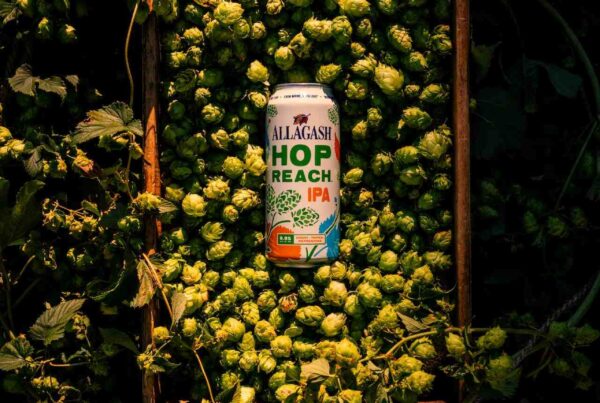 Allagash Hop Reach IPA in a bed of whole-cone hops