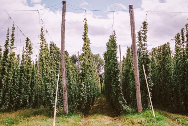 A look at hops right before they're about to be harvested