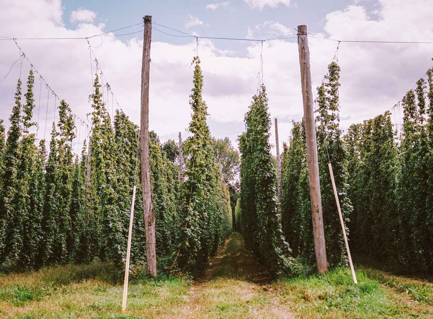 Hop bines at the Hopyard