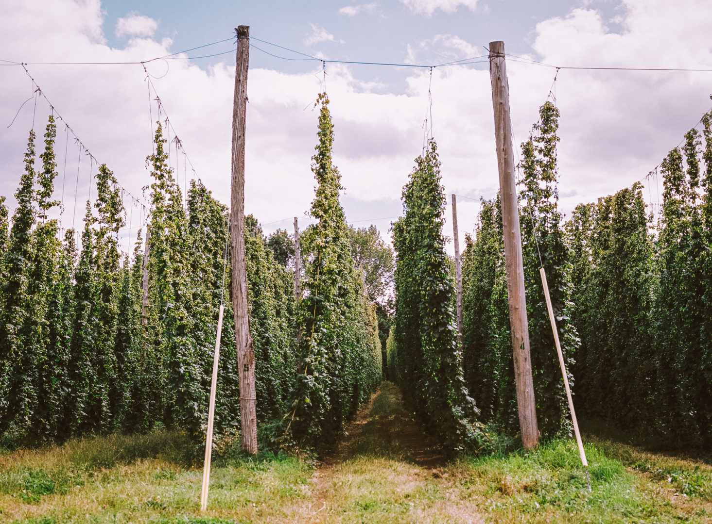 What is Dry Hopping vs. Wet Hopping?