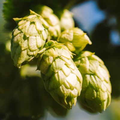Hops at Aroostook Hops, grown right here in Maine.