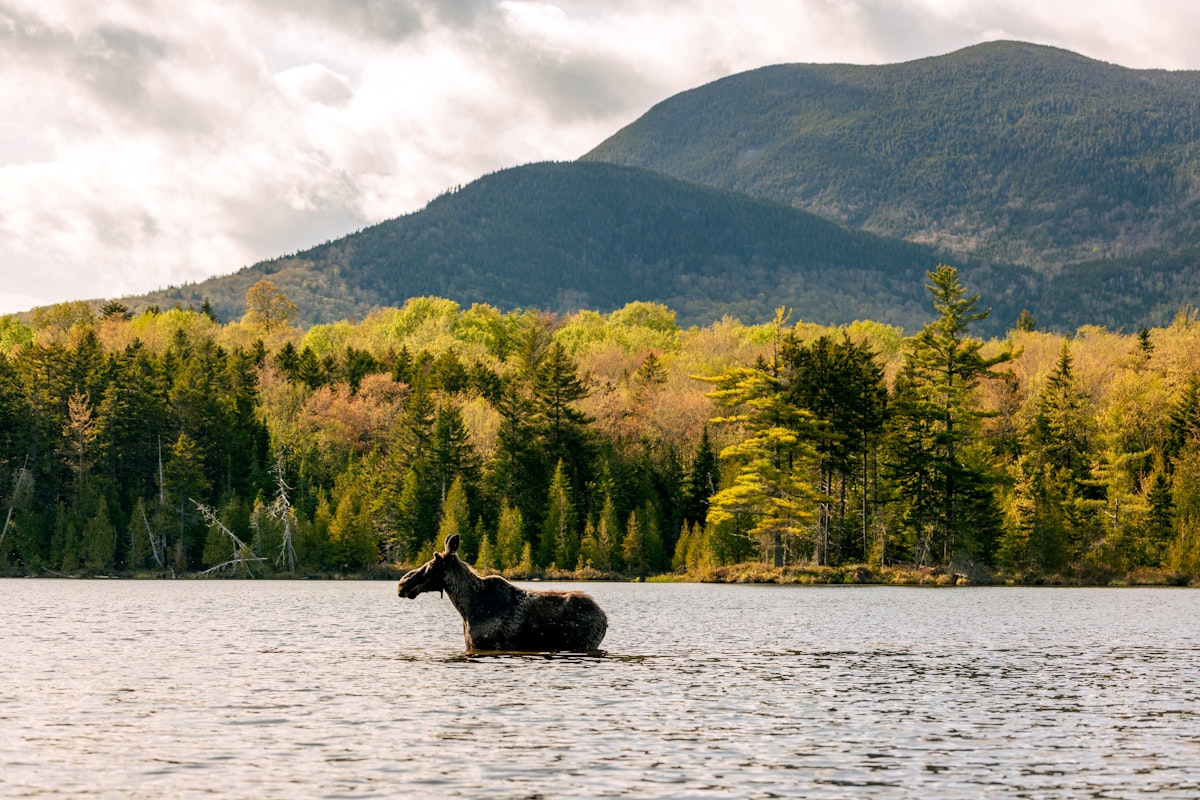 Where to see a Moose in Maine