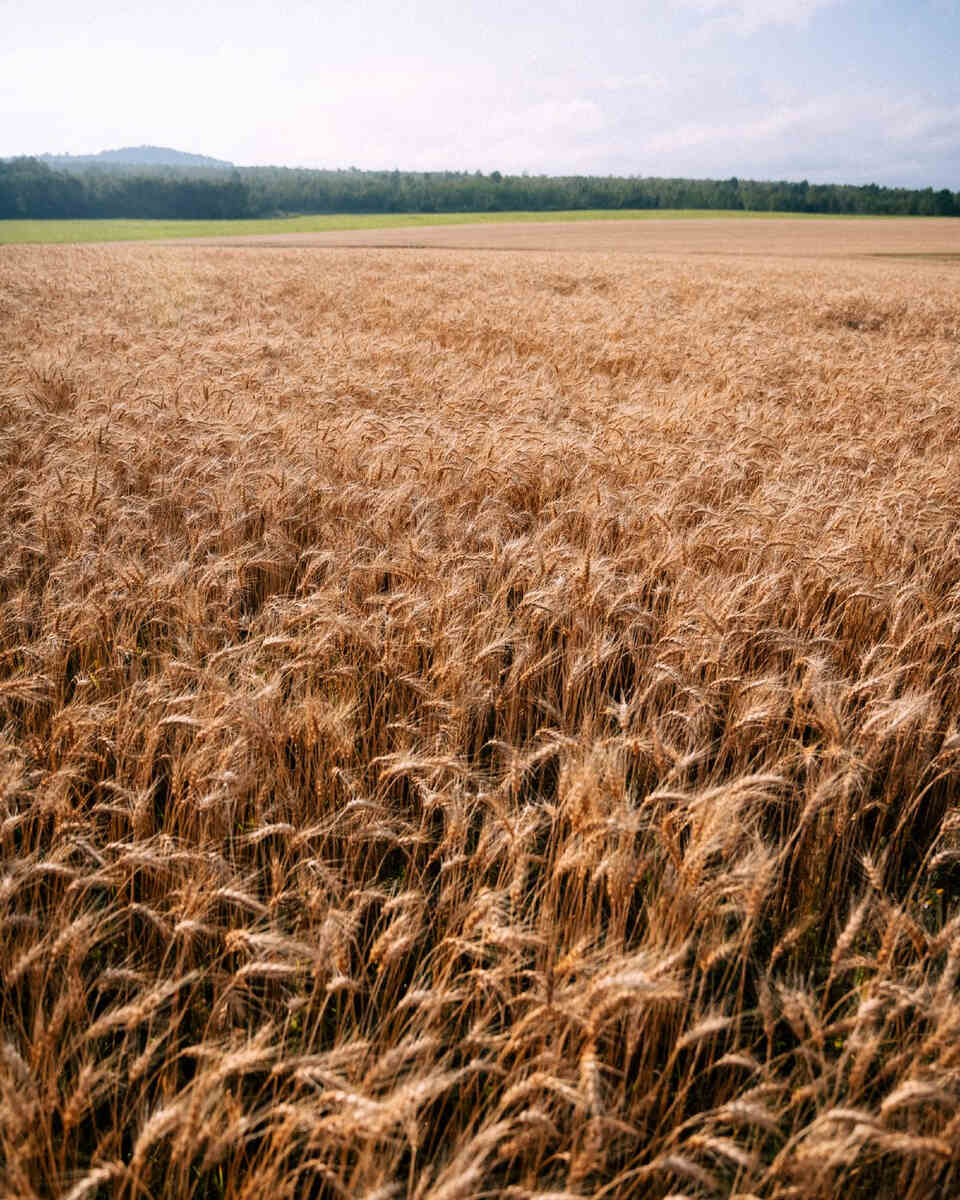 A field of grain up in Aroostook County, Maine
