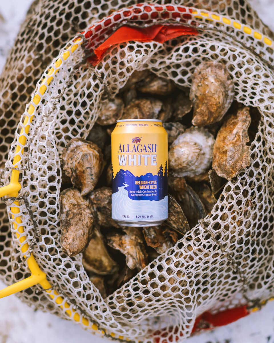 Allagash White resting on a bed of freshly harvested oysters.