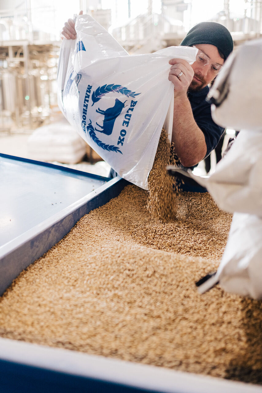 Grain from Blue Ox Malt House being poured into a new batch of beer