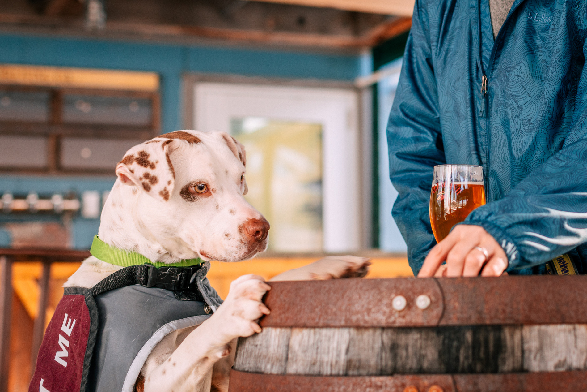 A dog friend at the Allagash brewery tasting room