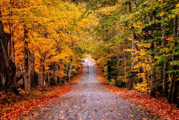 Foliage as viewed from a back road in Maine.