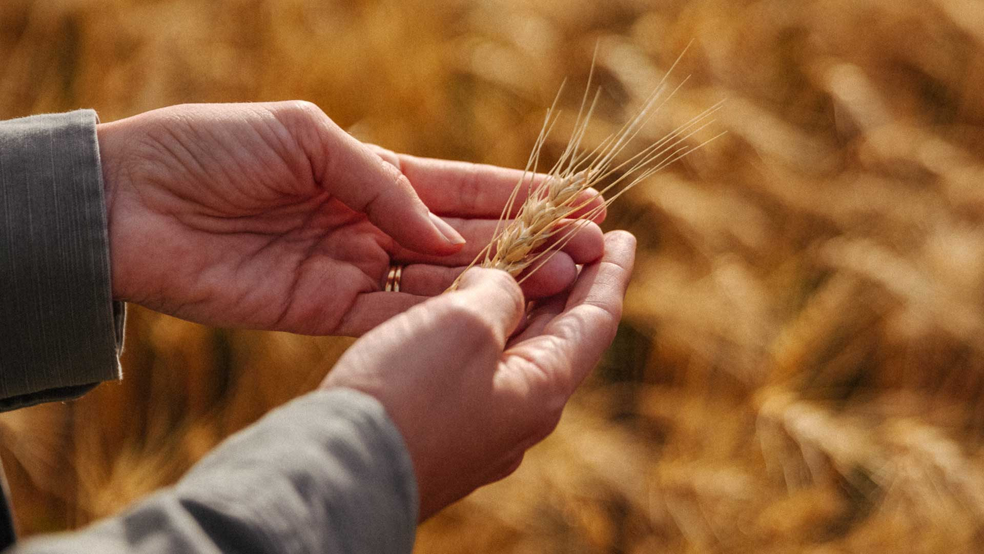 hand holding wheat
