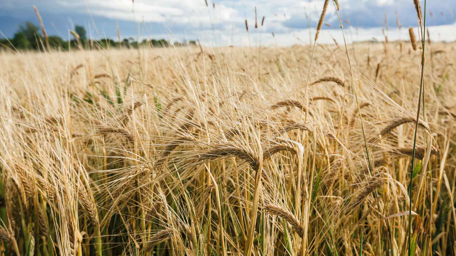 One Million Pounds of Maine-Grown Grain