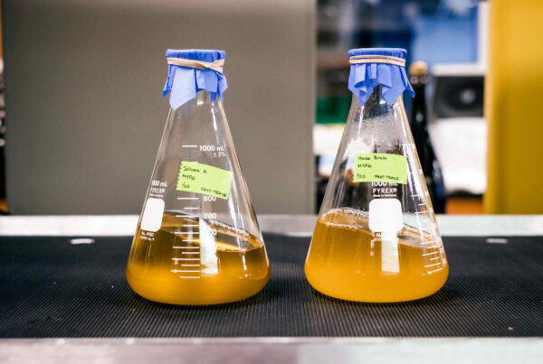 Starters of yeast on a moving table to agitate the liquid